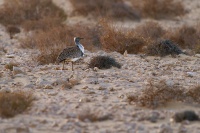 Drop hrivnaty - Chlamydotis undulata - Houbara Bustard o1921